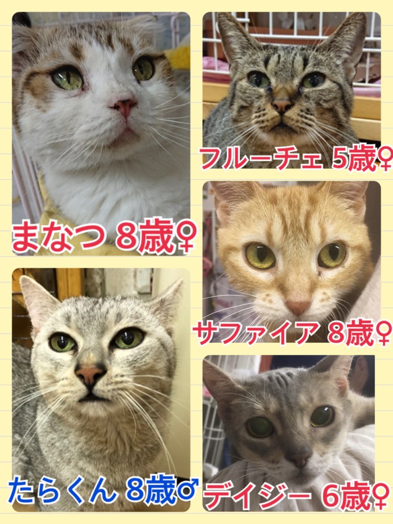 今日の里親様募集中ニャンコメンバー🐱2018,5,19